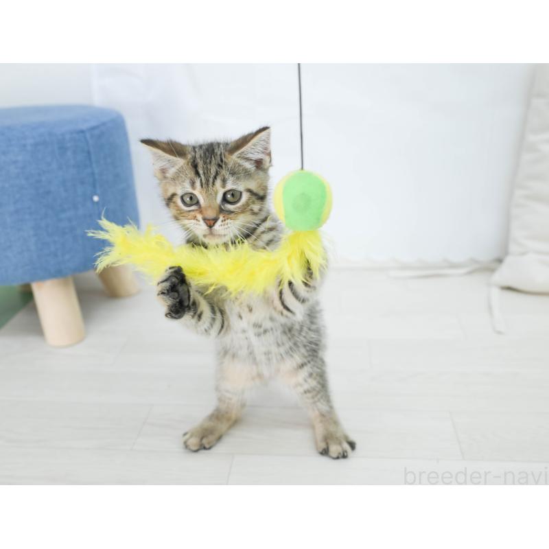 販売中の岐阜県のマンチカン-132410の2枚目