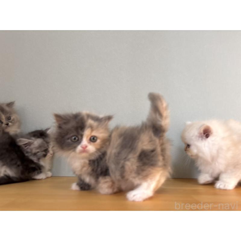 販売中の群馬県のミヌエット(短足)-132409の3枚目