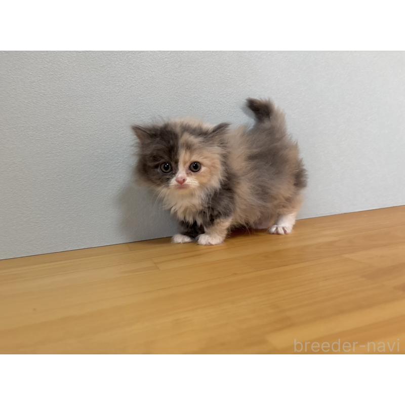 販売中の群馬県のミヌエット(短足)-132409の2枚目