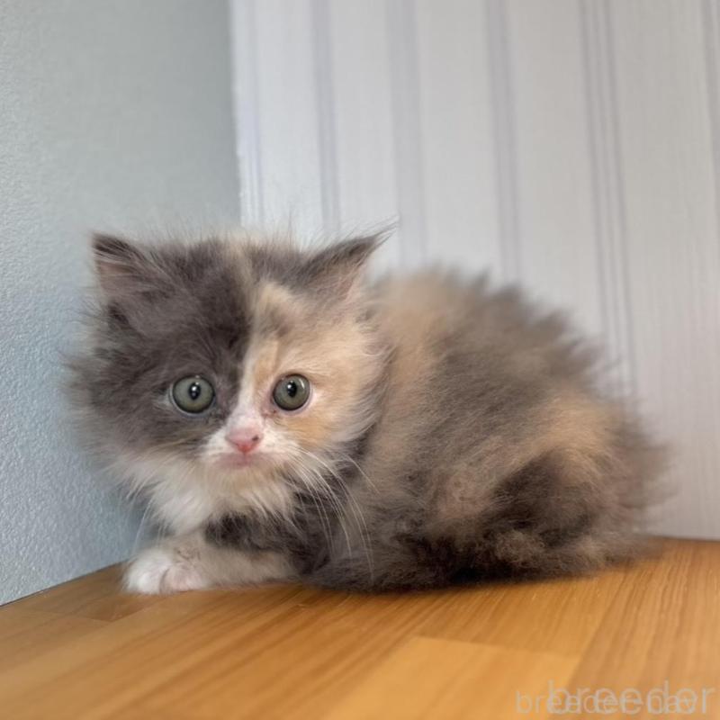 販売中の群馬県のミヌエット(短足)-132409