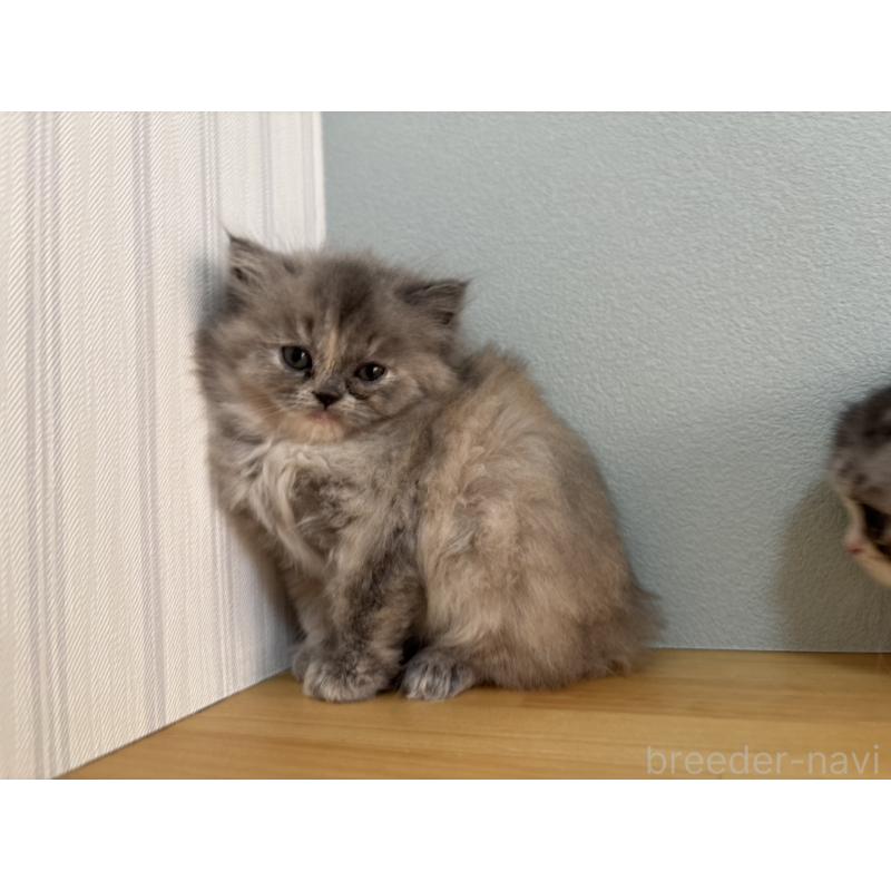 販売中の群馬県のミヌエット-132411の3枚目