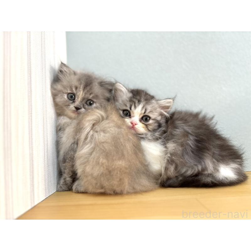 販売中の群馬県のミヌエット-132411の2枚目