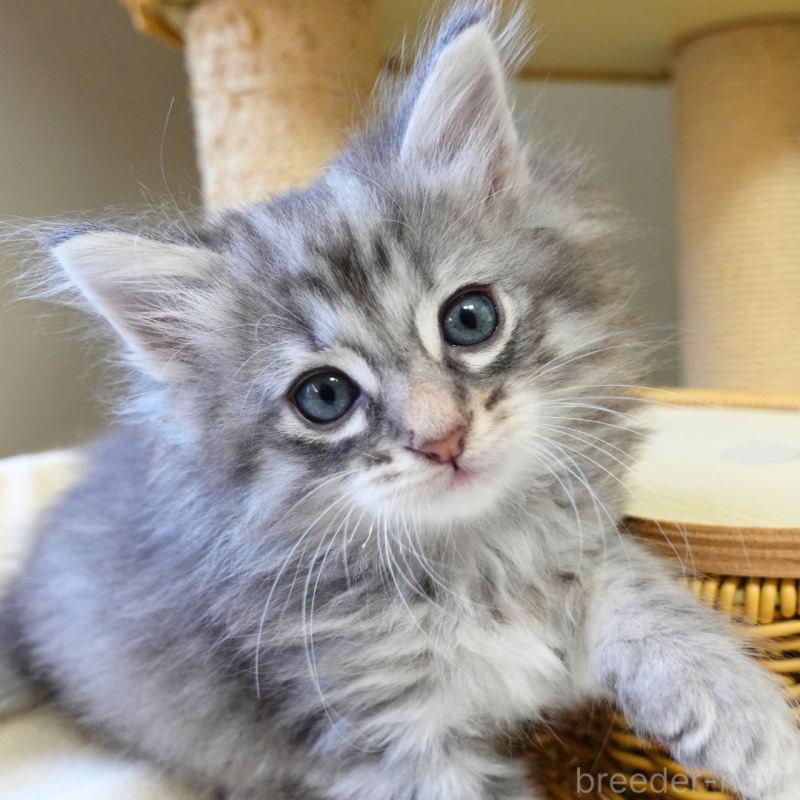 販売中の神奈川県のノルウェージャンフォレストキャット-132413の13枚目