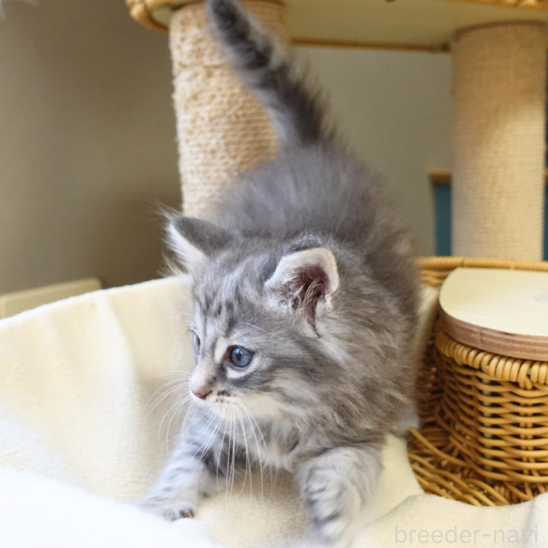 販売中の神奈川県のノルウェージャンフォレストキャット-132413の12枚目