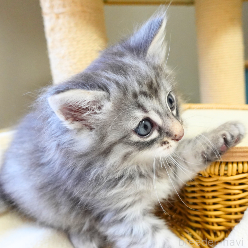 販売中の神奈川県のノルウェージャンフォレストキャット-132413の11枚目