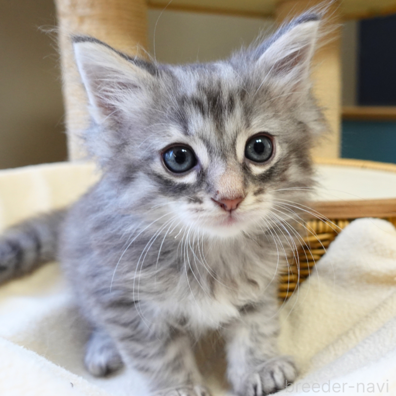 販売中の神奈川県のノルウェージャンフォレストキャット-132413の10枚目