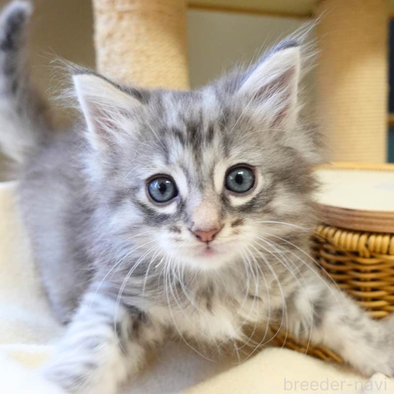 販売中の神奈川県のノルウェージャンフォレストキャット-132413の9枚目