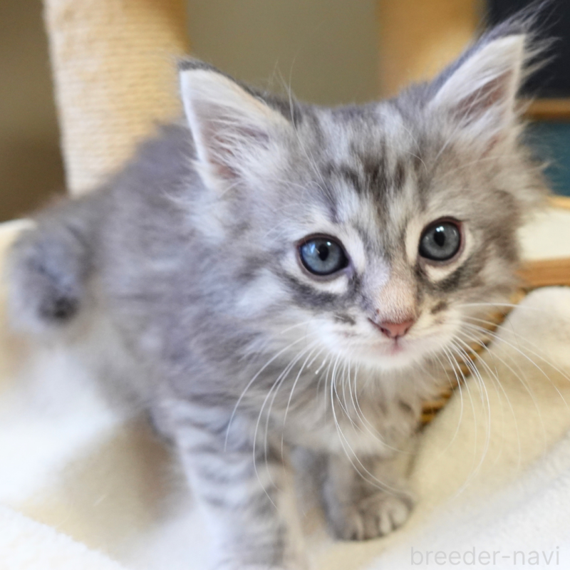 販売中の神奈川県のノルウェージャンフォレストキャット-132413の8枚目