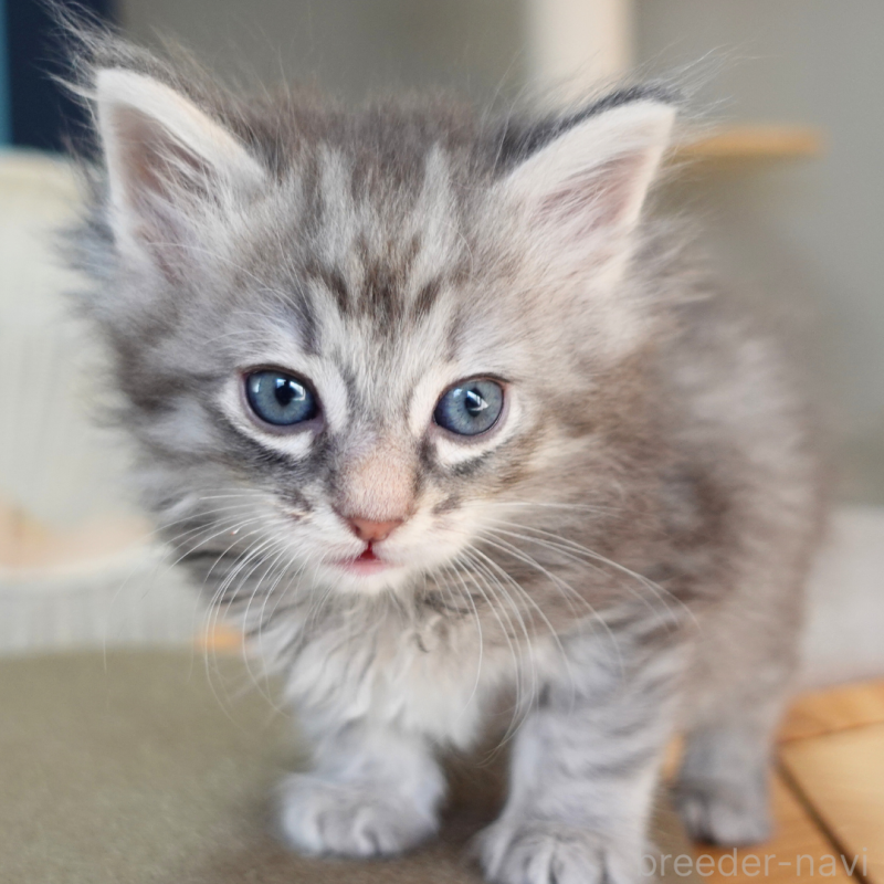 販売中の神奈川県のノルウェージャンフォレストキャット-132413の7枚目