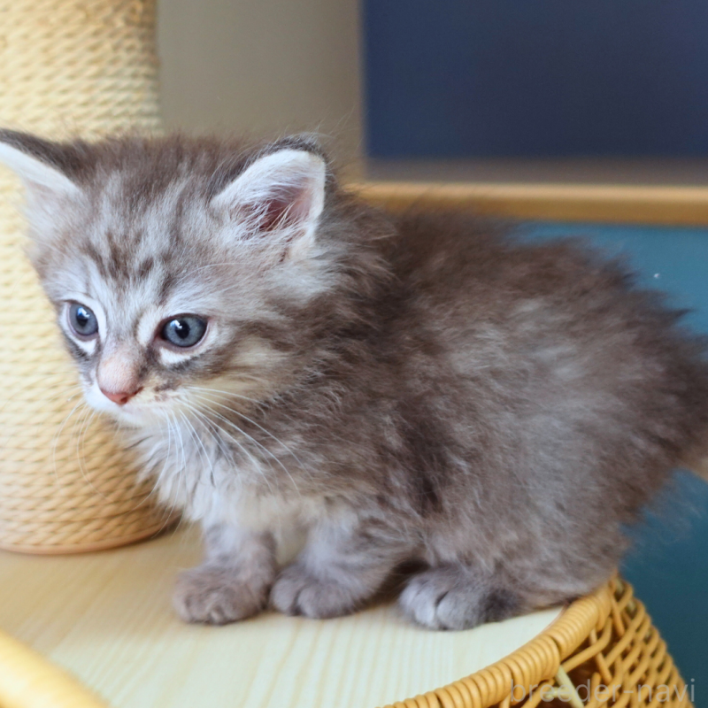 販売中の神奈川県のノルウェージャンフォレストキャット-132413の6枚目