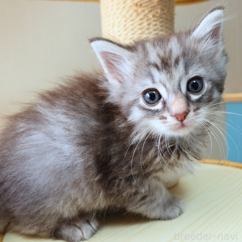販売中の神奈川県のノルウェージャンフォレストキャット-132413の5枚目