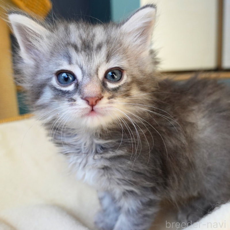 販売中の神奈川県のノルウェージャンフォレストキャット-132413の4枚目