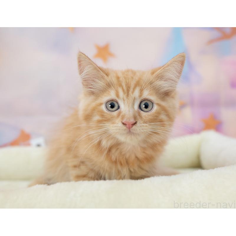 販売中の岐阜県のマンチカン-132412の5枚目