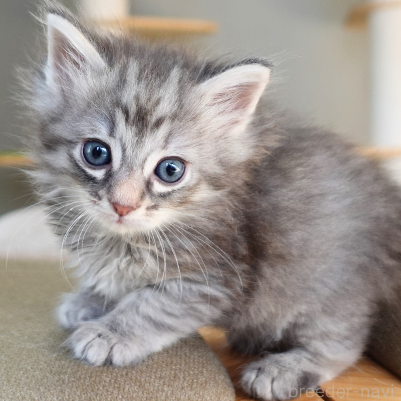 販売中の神奈川県のノルウェージャンフォレストキャット-132413の3枚目