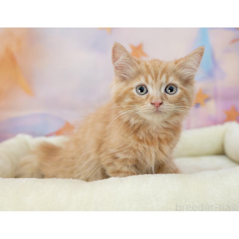 販売中の岐阜県のマンチカン-132412の4枚目