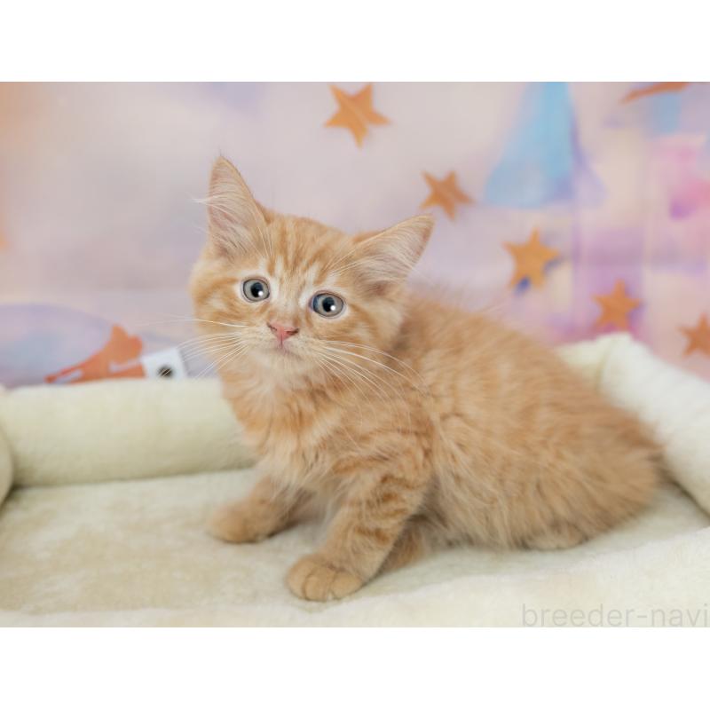 販売中の岐阜県のマンチカン-132412の3枚目