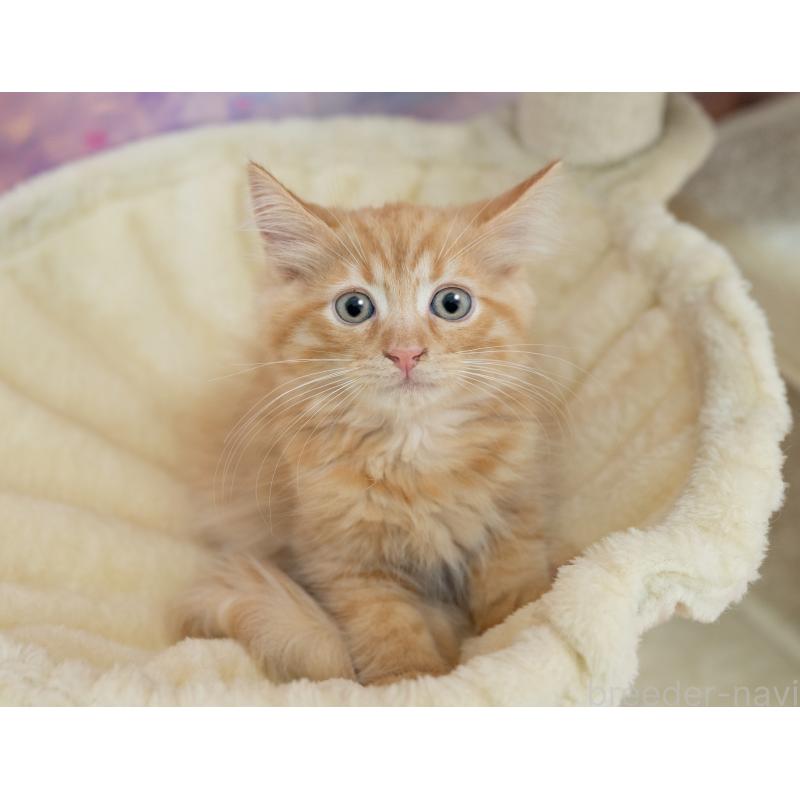 販売中の岐阜県のマンチカン-132412の2枚目