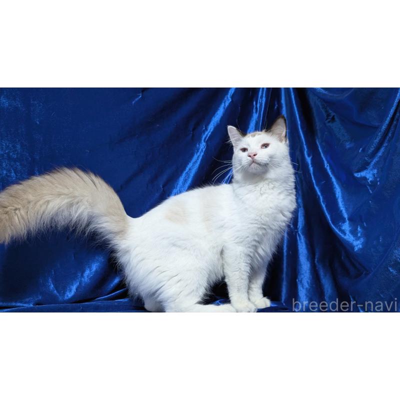 販売中の宮城県のラグドール-121123