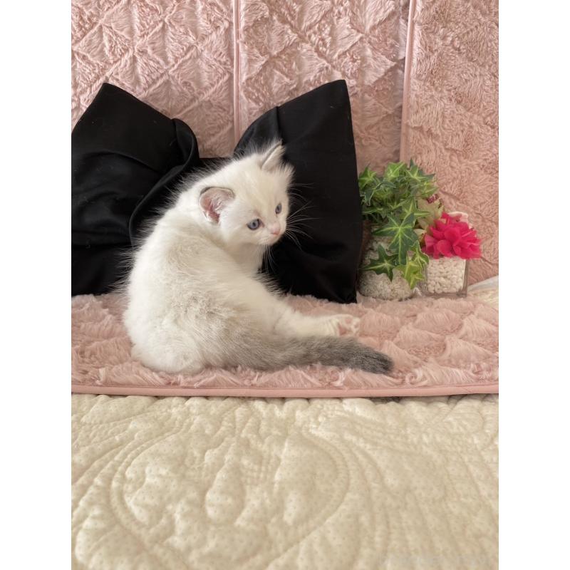 販売中の愛知県のラグドール-132414の6枚目