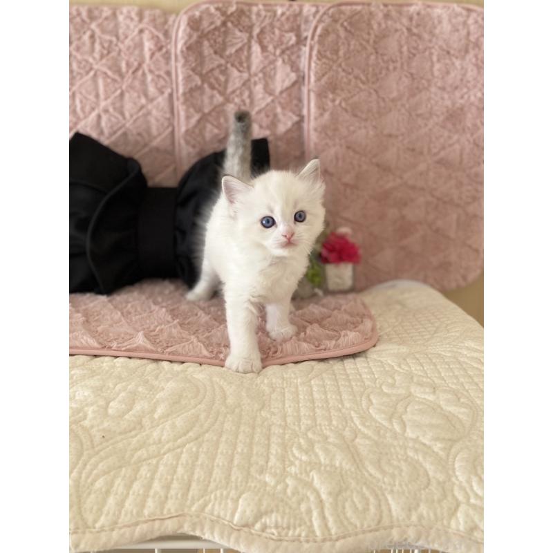 販売中の愛知県のラグドール-132414の5枚目