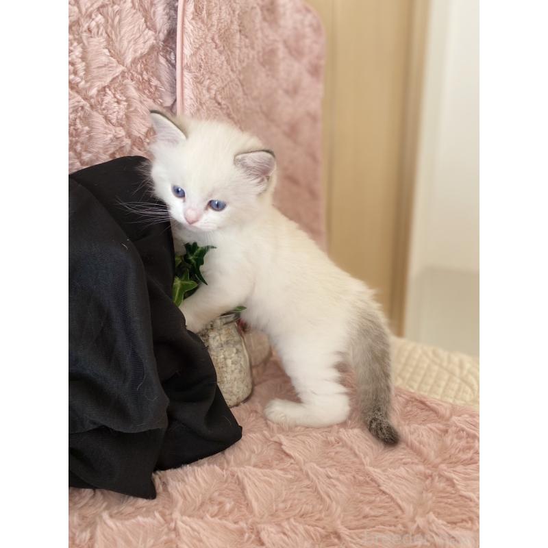 販売中の愛知県のラグドール-132414の4枚目