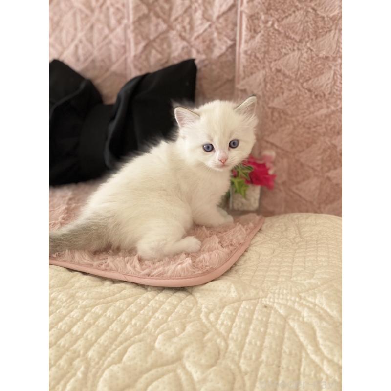 販売中の愛知県のラグドール-132414の3枚目