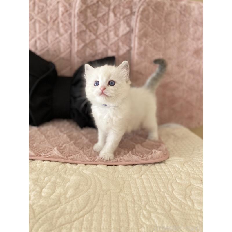 販売中の愛知県のラグドール-132414の2枚目