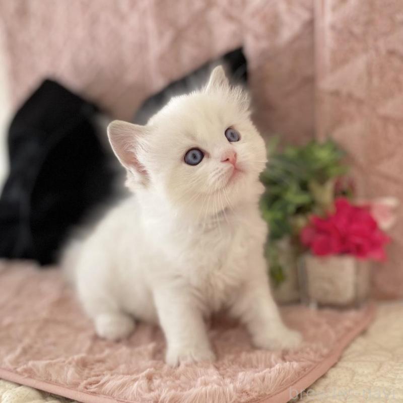 販売中の愛知県のラグドール-132414