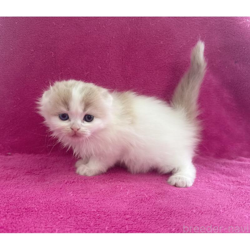 販売中の愛知県のスコティッシュフォールド(折れ耳)-132415の3枚目