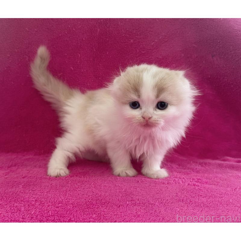 販売中の愛知県のスコティッシュフォールド(折れ耳)-132415の2枚目