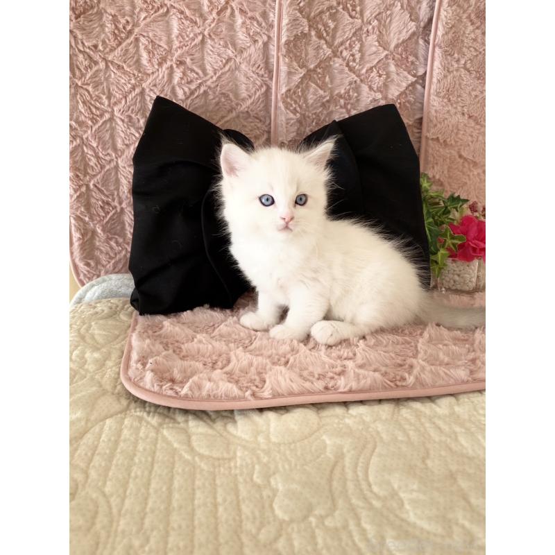 販売中の愛知県のラグドール-132416の6枚目