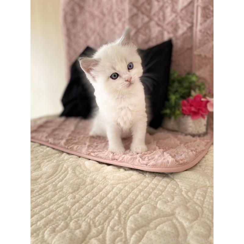 販売中の愛知県のラグドール-132416の5枚目