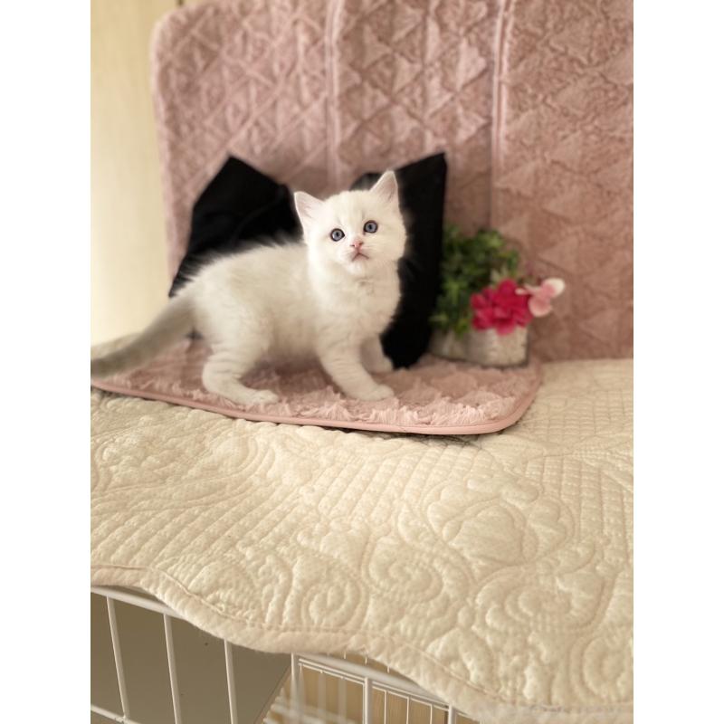 販売中の愛知県のラグドール-132416の4枚目