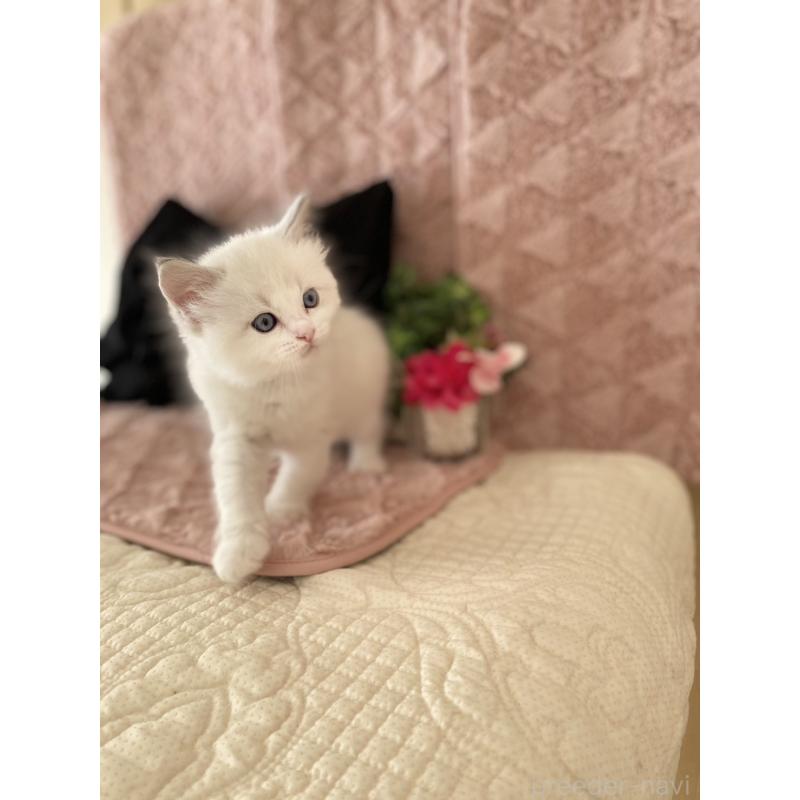 販売中の愛知県のラグドール-132416の2枚目