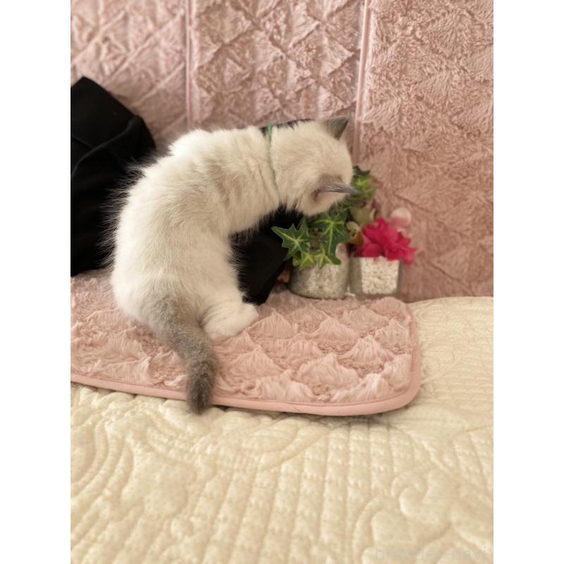 販売中の愛知県のラグドール-132417の5枚目