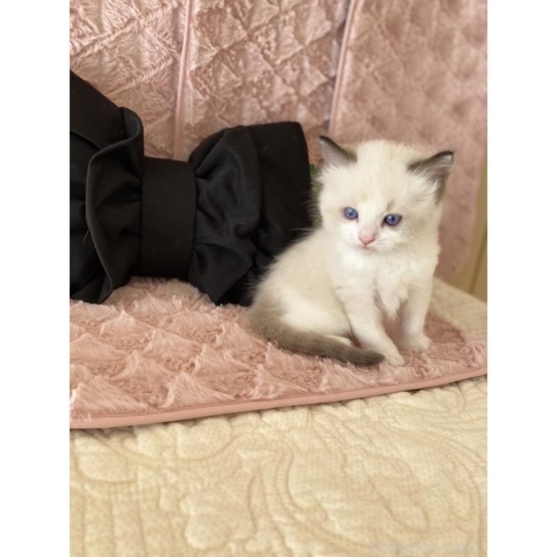 販売中の愛知県のラグドール-132417の6枚目