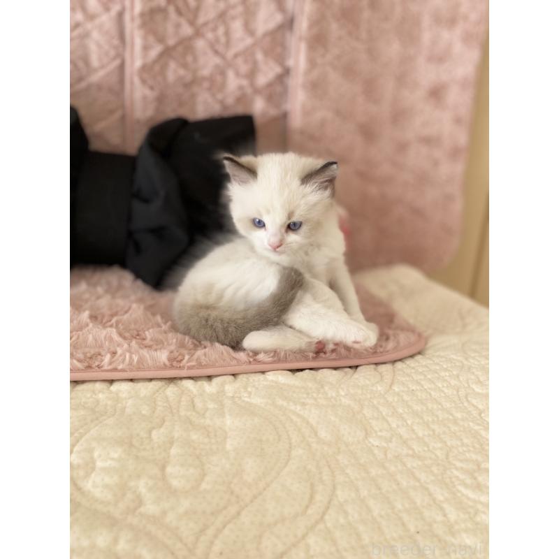 販売中の愛知県のラグドール-132417の4枚目