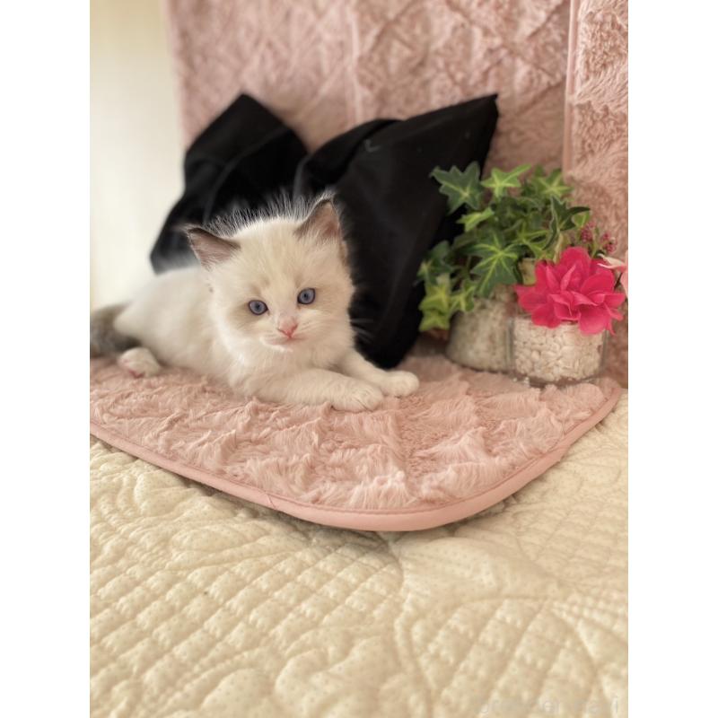 販売中の愛知県のラグドール-132417の3枚目