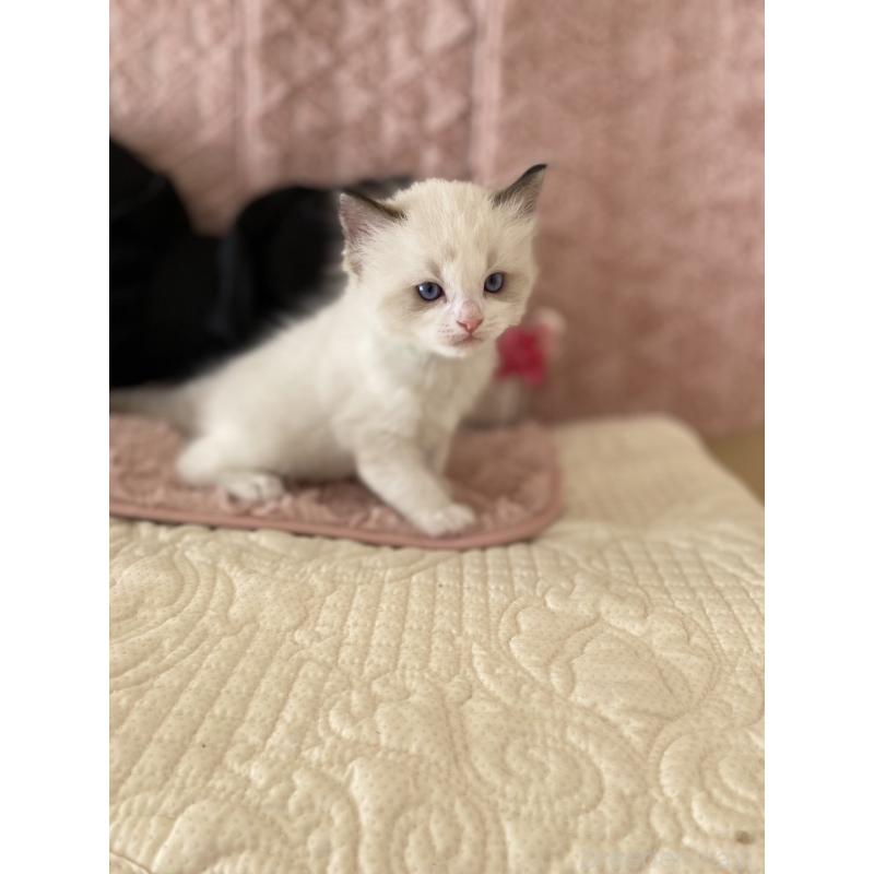 販売中の愛知県のラグドール-132417の2枚目