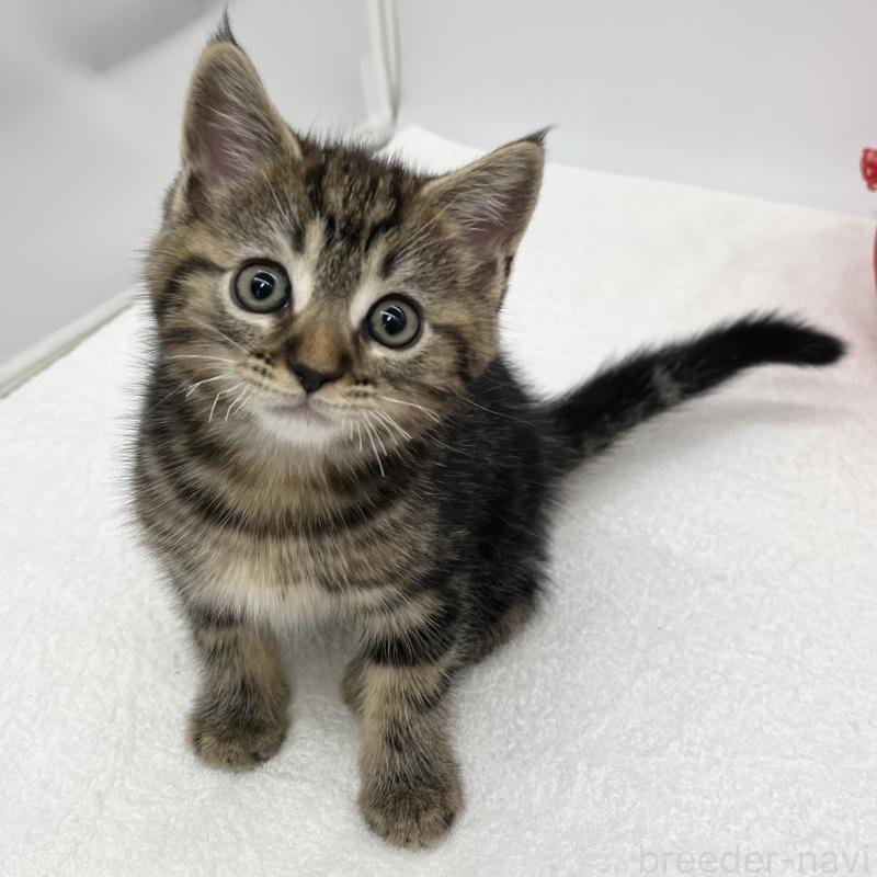 販売中の愛知県のマンチカン-132418の1枚目