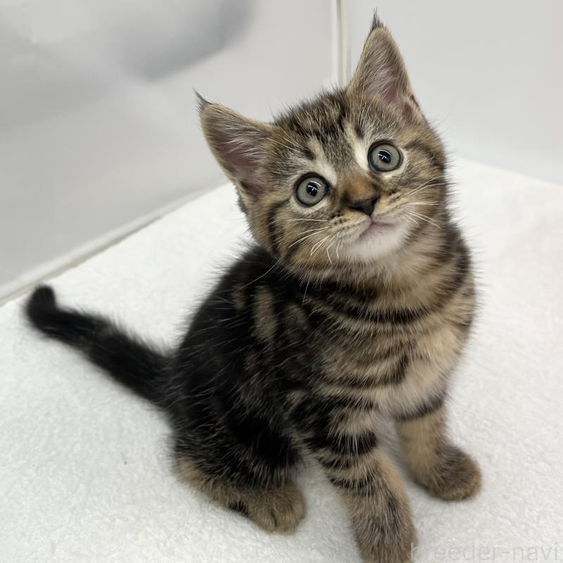 販売中の愛知県のマンチカン-132418の5枚目