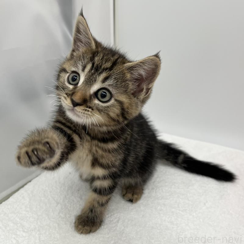 販売中の愛知県のマンチカン-132418の4枚目