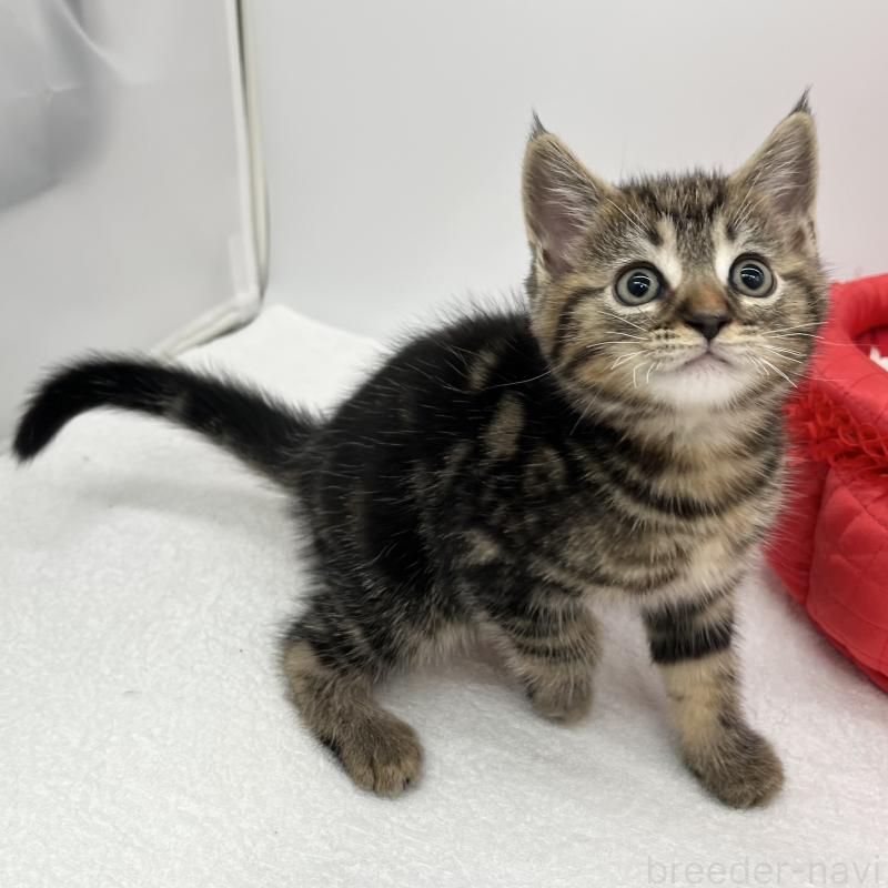 販売中の愛知県のマンチカン-132418の3枚目