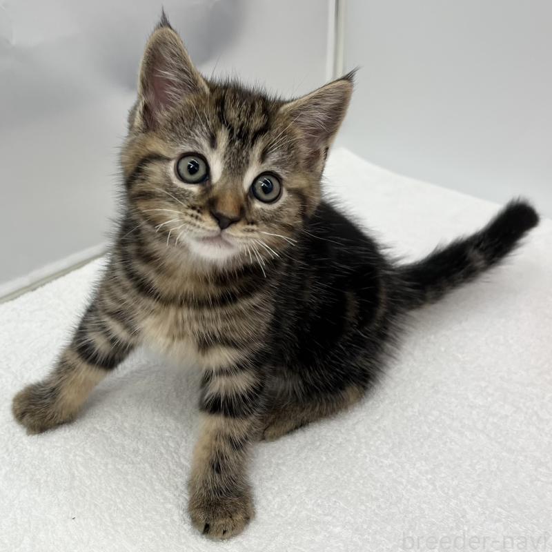 販売中の愛知県のマンチカン-132418の2枚目