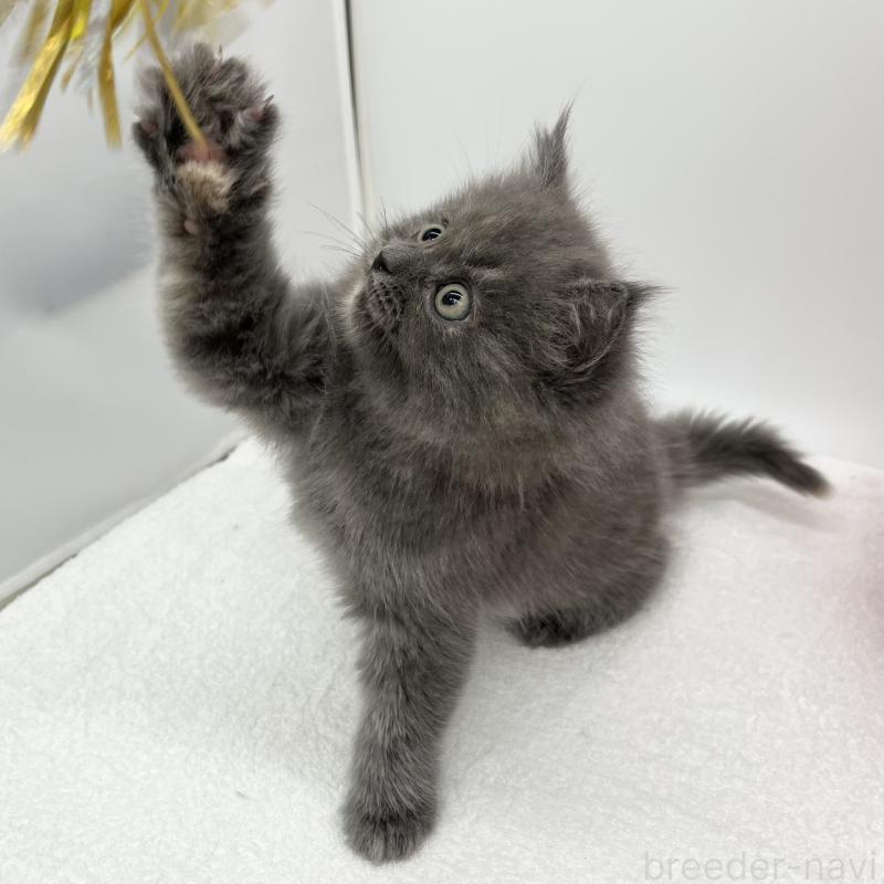 販売中の愛知県のマンチカン-132419の5枚目