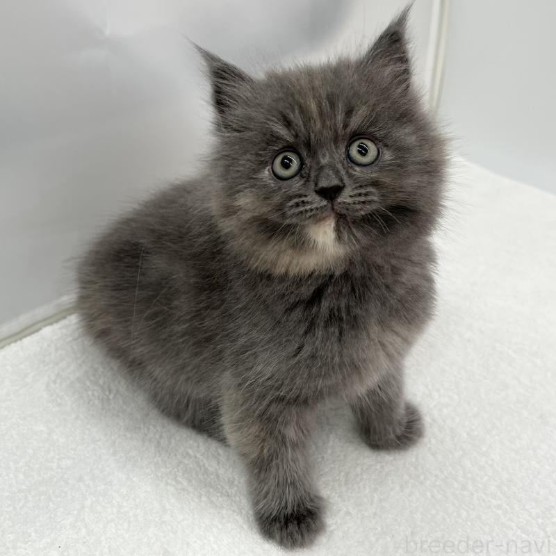 販売中の愛知県のマンチカン-132419の1枚目