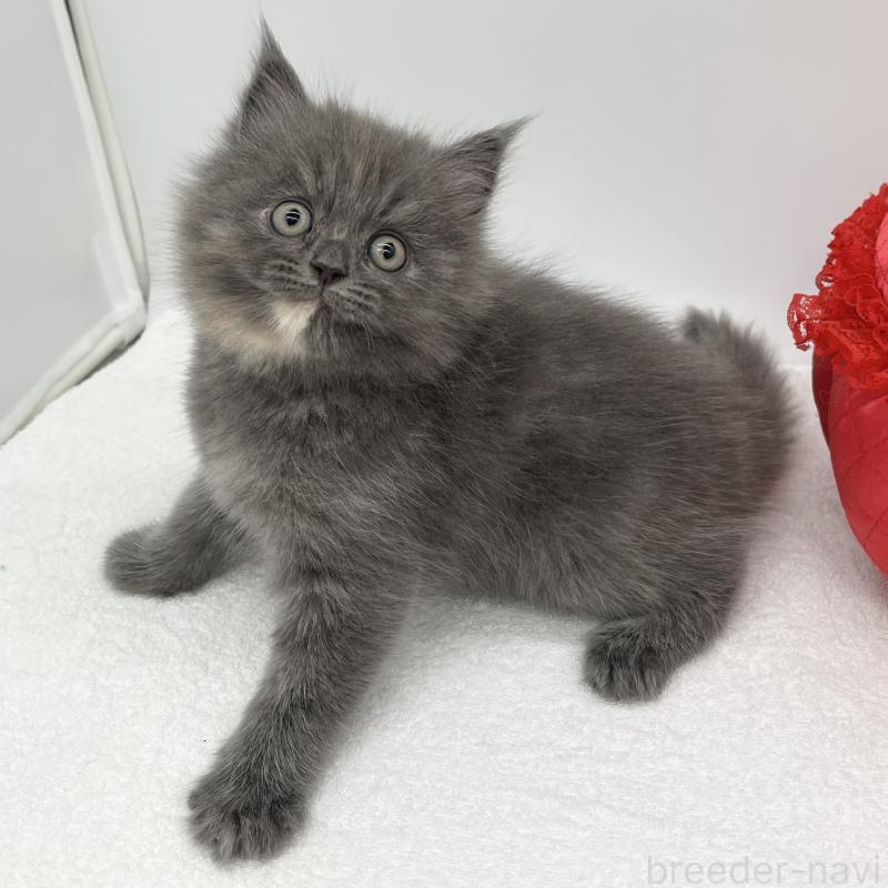 販売中の愛知県のマンチカン-132419の4枚目