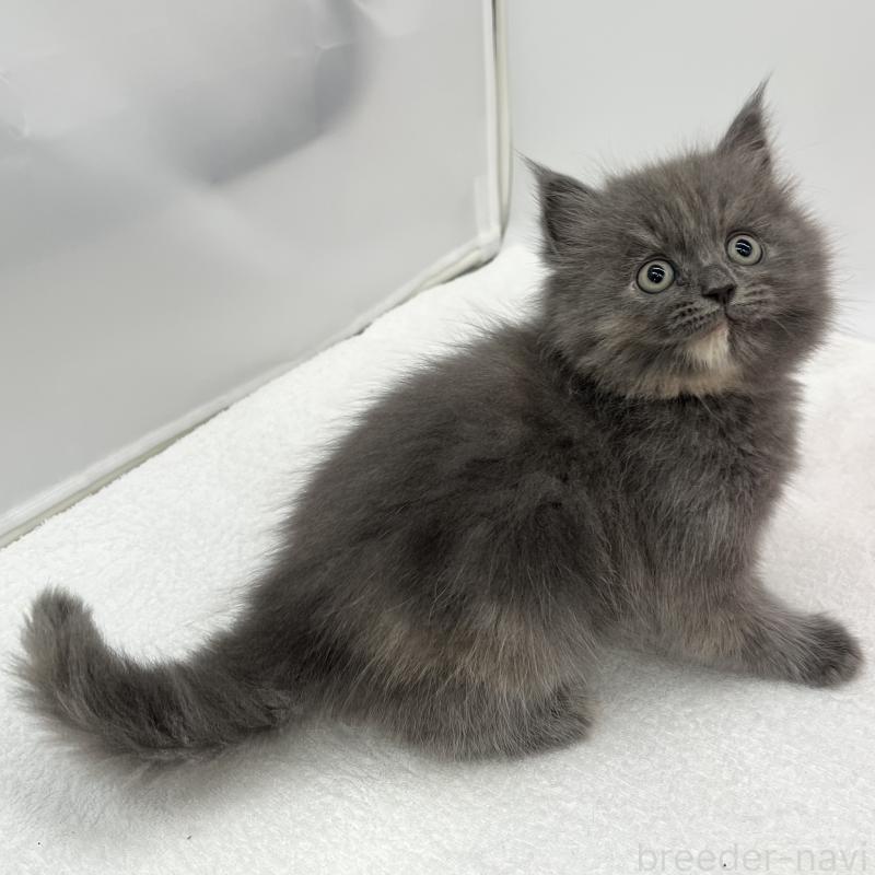 販売中の愛知県のマンチカン-132419の3枚目