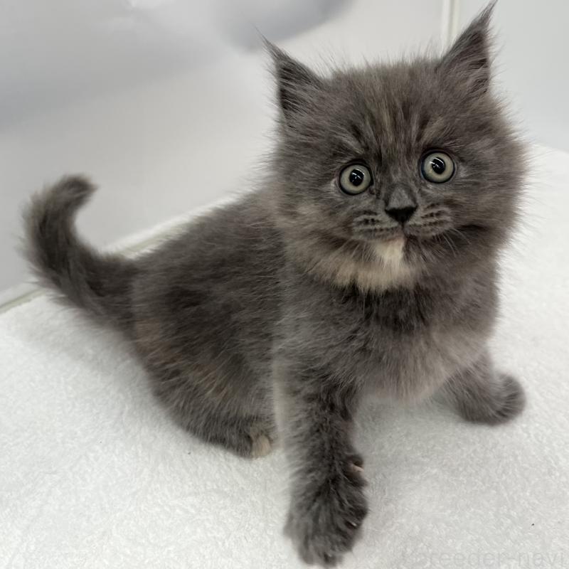 販売中の愛知県のマンチカン-132419の2枚目