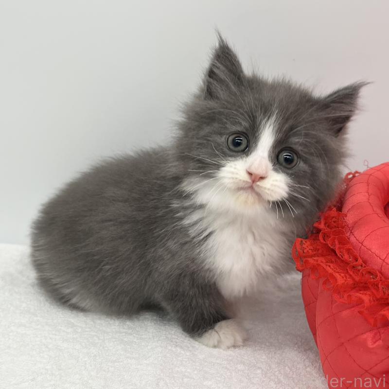 販売中の愛知県のマンチカン-132420の5枚目